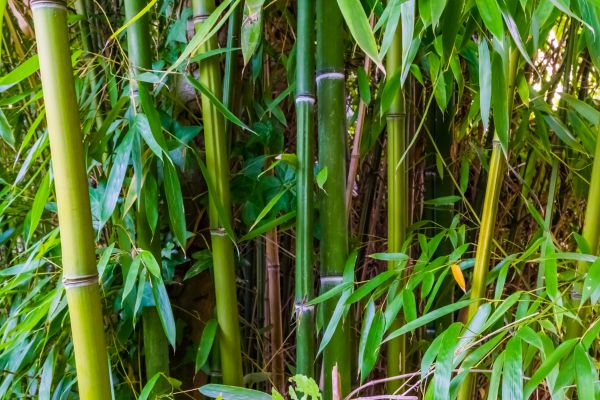 Cost of Bamboo Trimming in Lake Orion