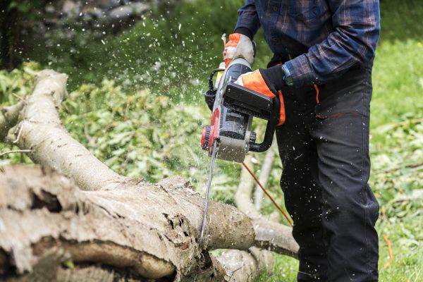 Cost of Branch Removal Service in Lake Orion