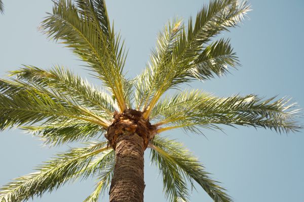 Palm Tree Pruning in Lake Orion