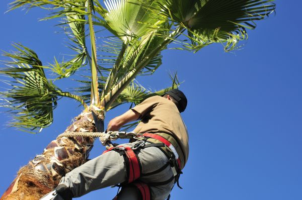 Palm Tree Trimming in Lake Orion