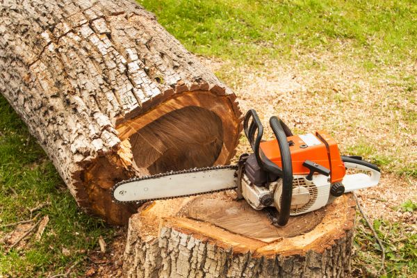Tree Cutting Service in Lake Orion