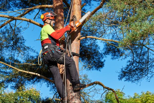 Tree Service in Lake Orion