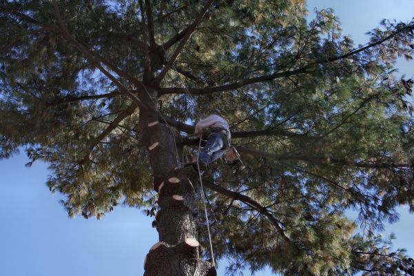 Cost of Trimming Service in Lake Orion
