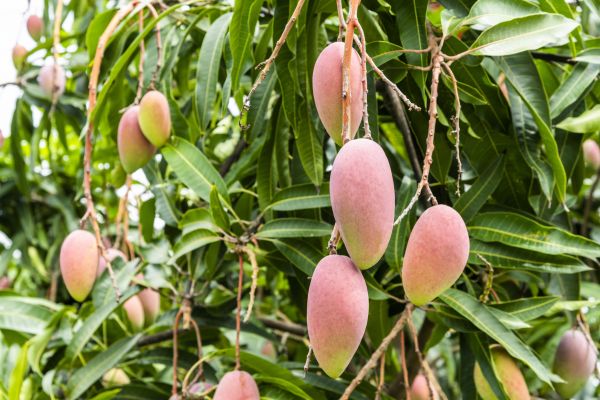 Cost of Mango Tree Trimming in Lake Orion