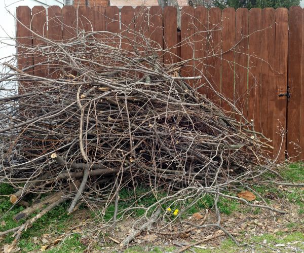 Cost of Dead Branch Removal in Lake Orion