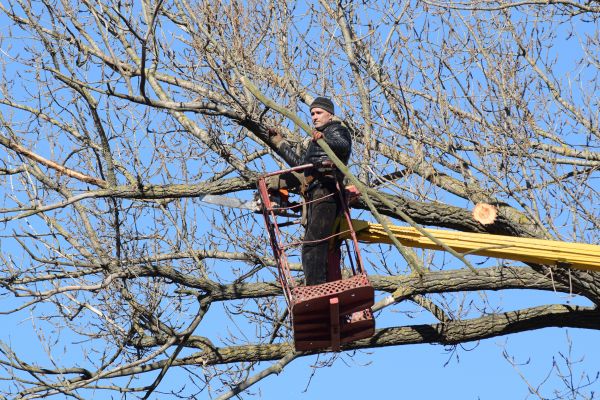 Cost of Emergency Tree Trimming in Lake Orion