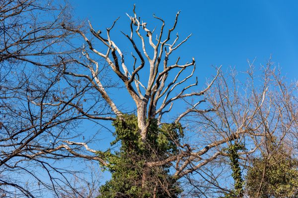 Cost of Deadwood Removal in Lake Orion