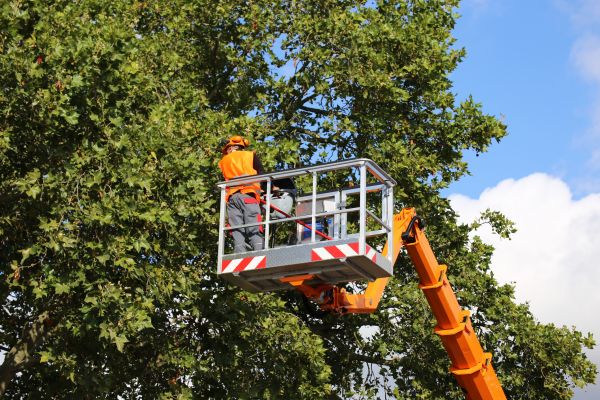 Commercial Tree Service in Lake Orion