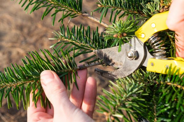 Pine Tree Pruning in Lake Orion