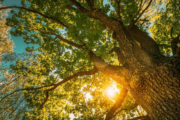 Cost of Oak Tree Pruning in Lake Orion
