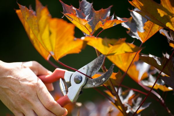 Cost of Maple Tree Pruning in Lake Orion