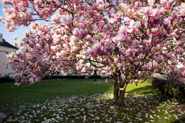 Cost of Magnolia Tree Pruning in Lake Orion