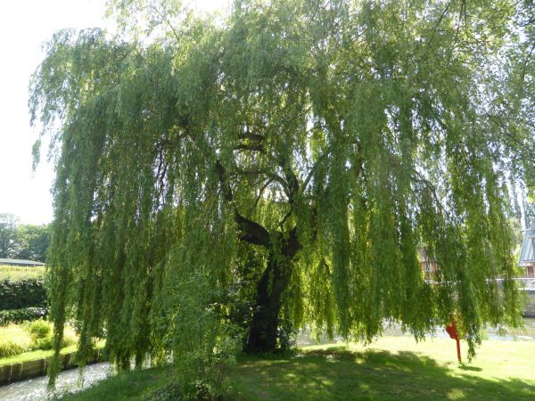 Cost of Willow Tree Trimming in Lake Orion