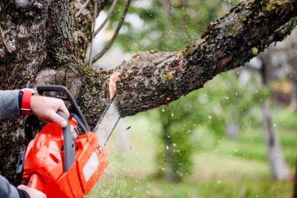 Cost of Tree Limbs Removal in Lake Orion