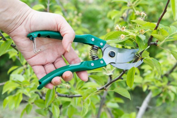 Cost of Pear Tree Pruning in Lake Orion