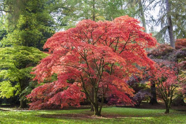 Japanese Maple Pruning in Lake Orion