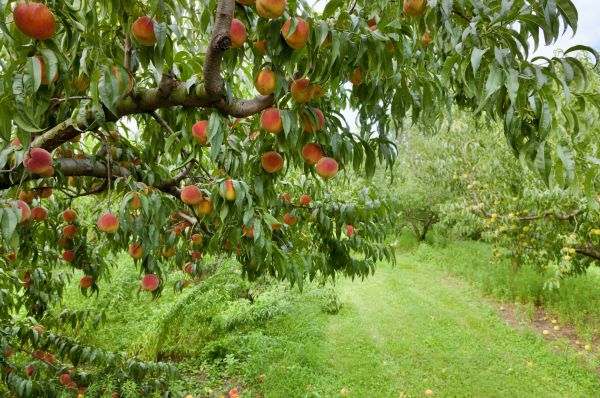 Cost of Peach Tree Pruning in Lake Orion