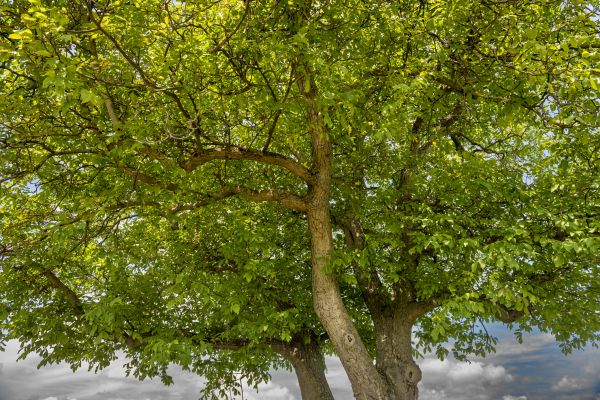 Cost of Walnut Tree Trimming in Lake Orion