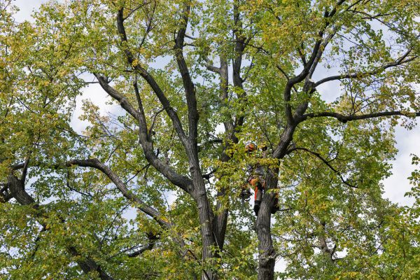 Cost of Tree Crown Shaping in Lake Orion