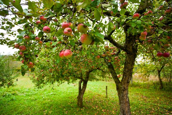 Cost of Apple Tree Pruning in Lake Orion