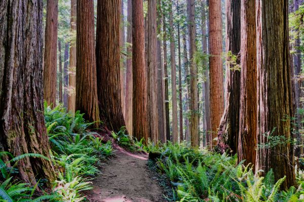 Cost of Redwood Tree Trimming in Lake Orion