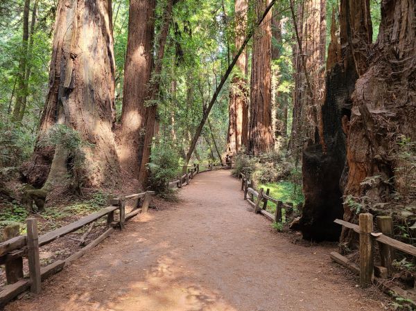 Cost of Redwood Tree Pruning in Lake Orion