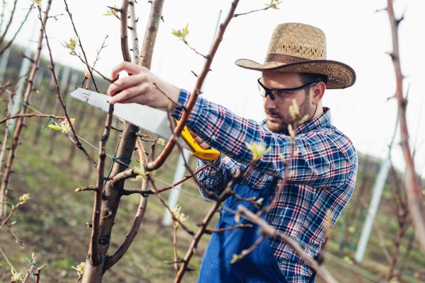 Cost of Orchard Tree Pruning in Lake Orion