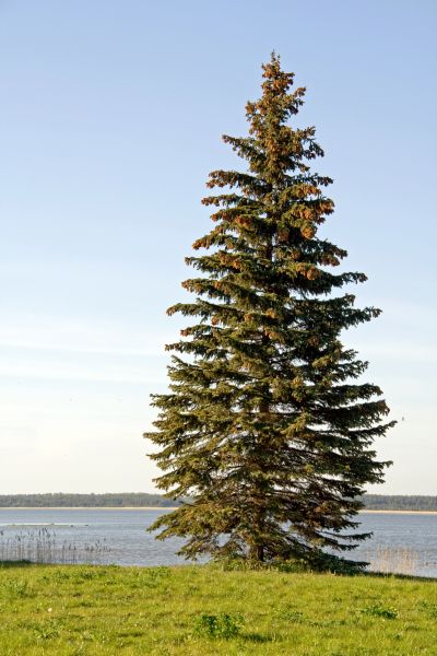 Cost of Spruce Tree Pruning in Lake Orion