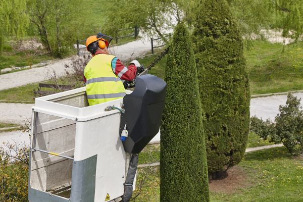 Cost of Cypress Tree Pruning in Lake Orion