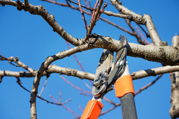 Peach Tree Trimming in Lake Orion