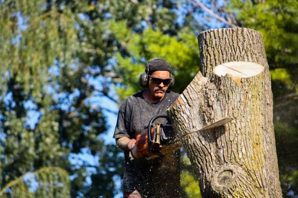Cost of Ash Tree Pruning in Lake Orion
