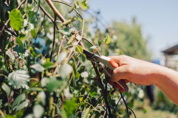 Cost of Birch Tree Pruning in Lake Orion