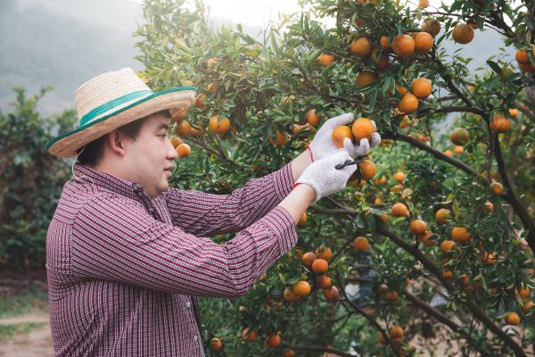 Cost of Orange Tree Pruning in Lake Orion