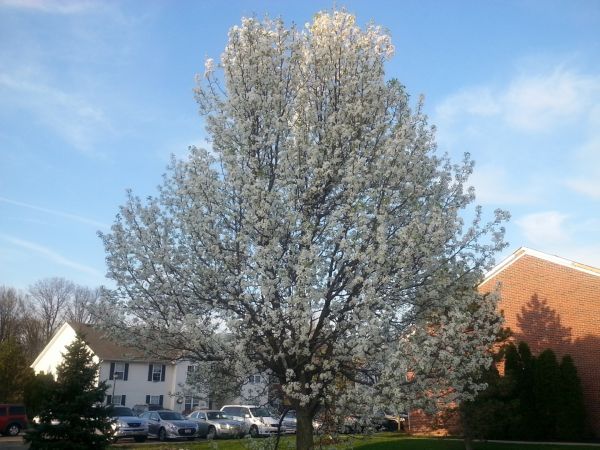 Cost of Bradford Pear Tree Pruning in Lake Orion