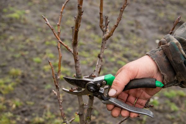 Cost of Pear Trees Pruning in Lake Orion