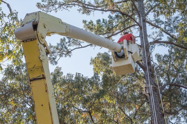 Cost of Limbs Trimming in Lake Orion