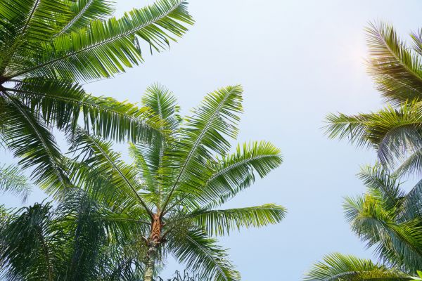 Cost of Queen Palm Tree Trimming in Lake Orion