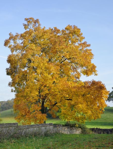 Cost of Hickory Tree Trimming in Lake Orion