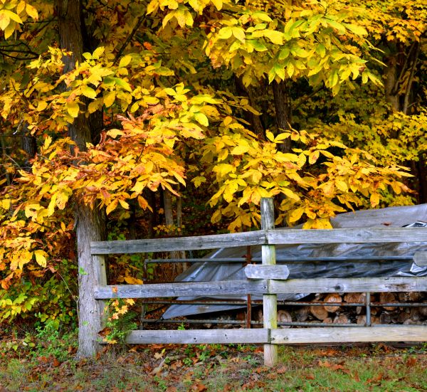 Cost of Hickory Tree Pruning in Lake Orion