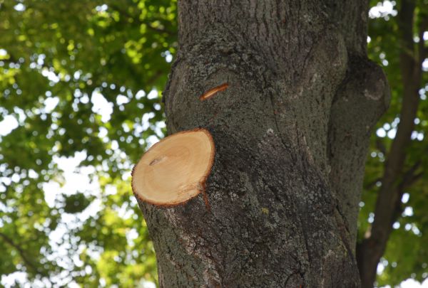 Cost of Limb Cutting in Lake Orion