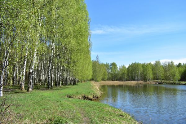 Cost of River Birch Pruning in Lake Orion