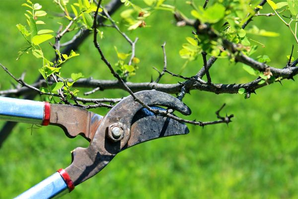 Cost of Branches Pruning in Lake Orion