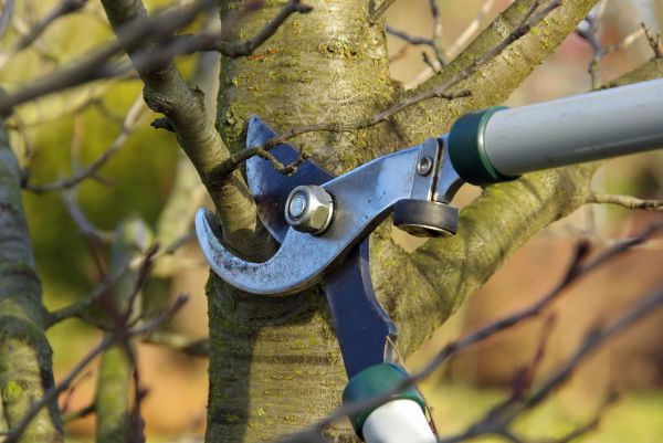 Cost of Tree Limb Trimming Service in Lake Orion