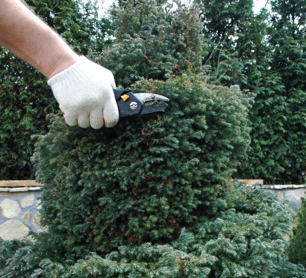 Cost of Ornamental Tree Trimming in Lake Orion