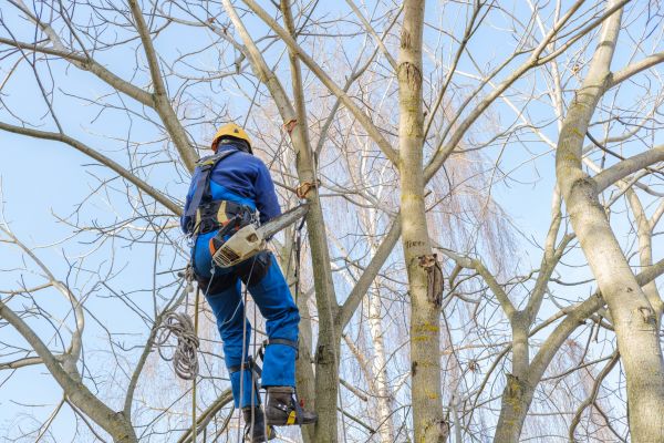 Cost of Large Tree Trimming in Lake Orion