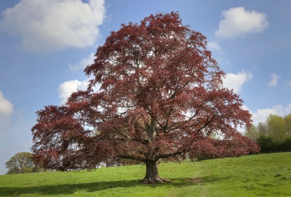 Cost of Beech Tree Pruning in Lake Orion
