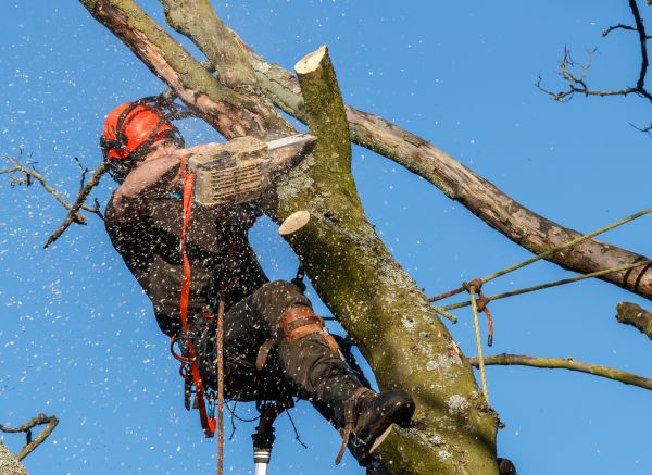 Tree Trimming Service in Lake Orion