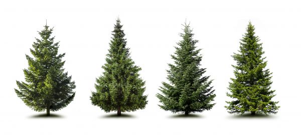 Cost of Pine Tree Trimming in Lake Orion