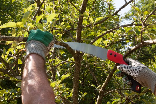 Apple Tree Trimming in Lake Orion