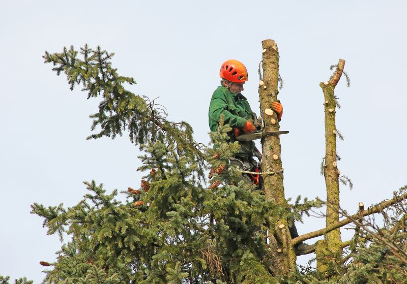 Cypress Tree Trimming